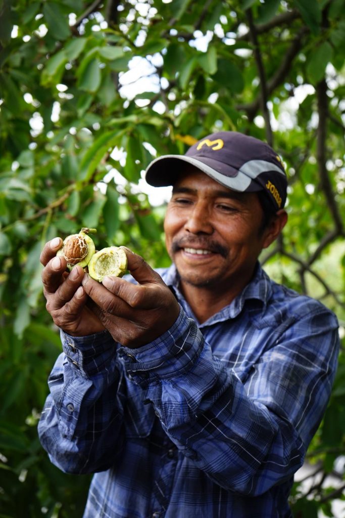Ingredientes para el chile en nogada: Pascual Méndez y la nuez de Castilla Foto: Mariana Castillo
