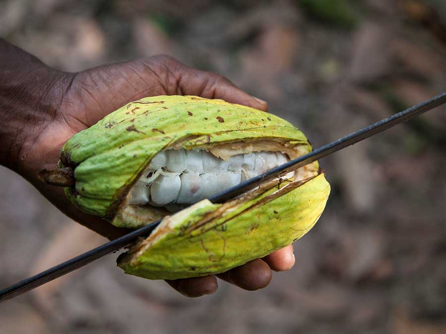 Usos rituales del cacao en Tabasco: hay relación del maíz con el cacao