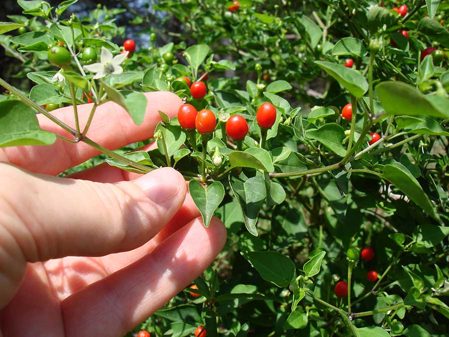 Los chiles de México: chiltepín