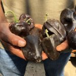 Chile chilhuacle de Oaxaca: sus productores e historias