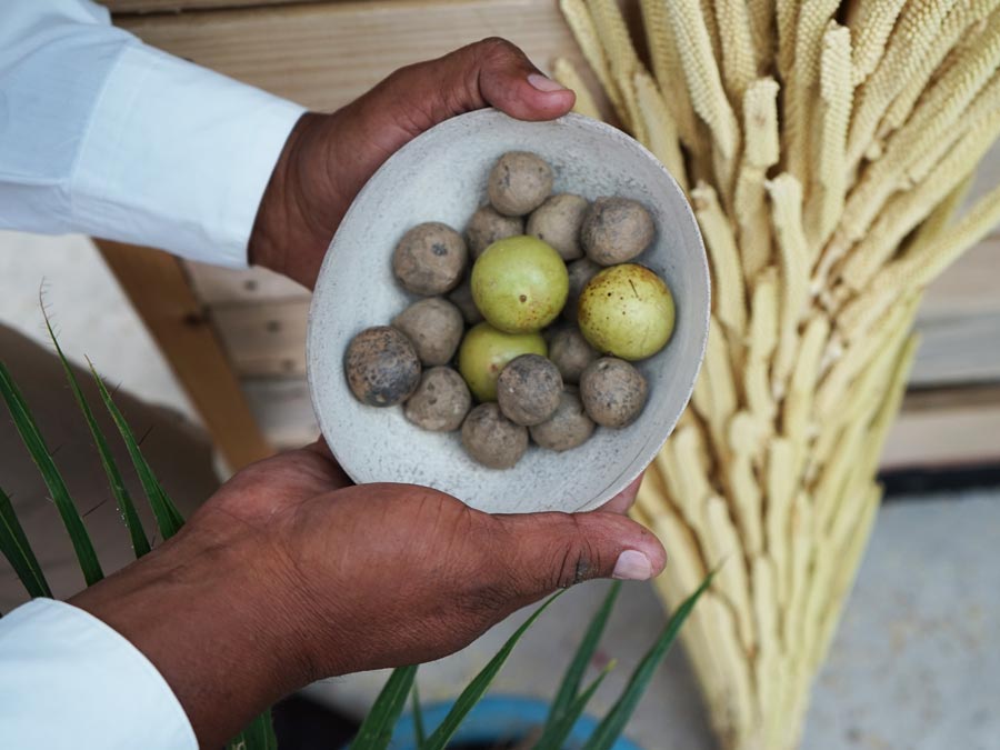 La planta de la que se obtiene el agua de taberna Foto: Mariana Castillo