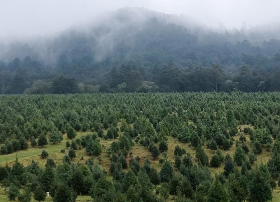 Corta tu propio árbol de Navidad en Amecameca este 2019 Foto: Cortesía