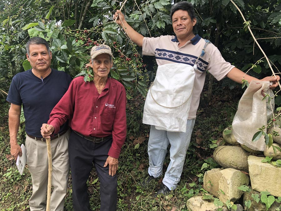 Proyectos de café sustentable en México que debes conocer: Productores Orgánicos del Tacaná y Toks Foto: Mariana Castillo