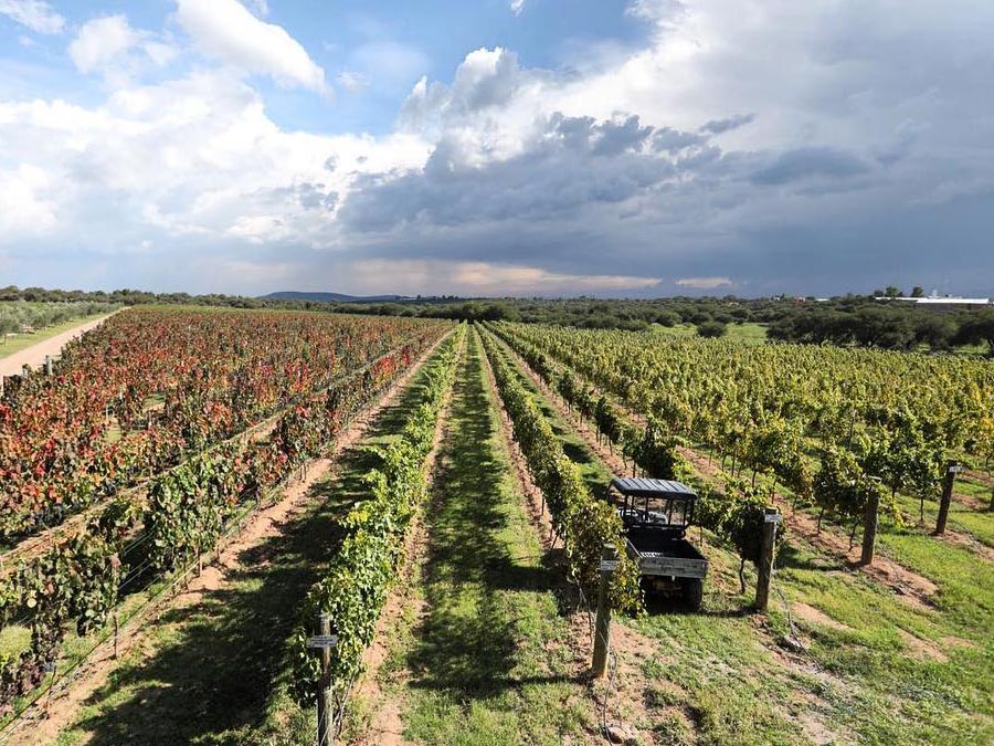Ruta del Vino en México: Guanajuato. Cuna de Tierra Foto: Cortesía