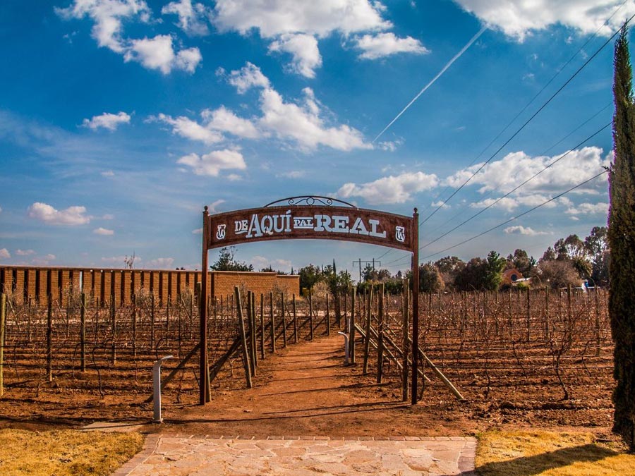 Ruta del Vino en México: Zacatecas Tierra Adentro Foto: Cortesía