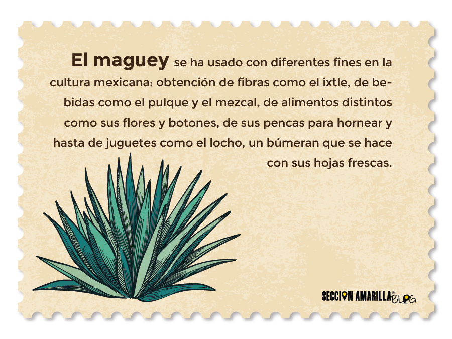Datos sobre el maguey
