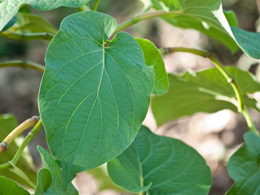 Hoja Santa
