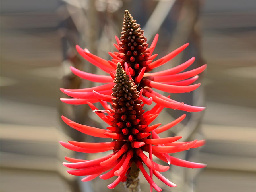 Flor de colorín