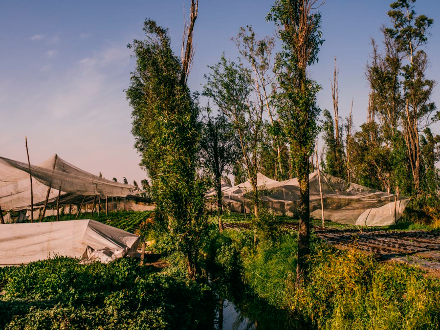 Pachoa, de las chinampas a tu hogar Foto: Cortesía