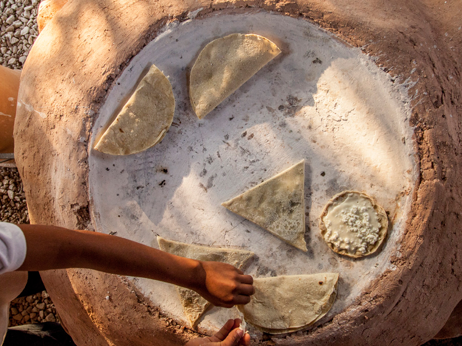 Maíz en México: checa el nuevo sitio web que difunde información sobre este grano Foto: Fernando Gómez Carbajal