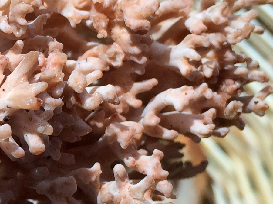 Hongos comestibles de Veracruz: variedad, sabor y ecología: ramaria Foto: Mariana Castillo