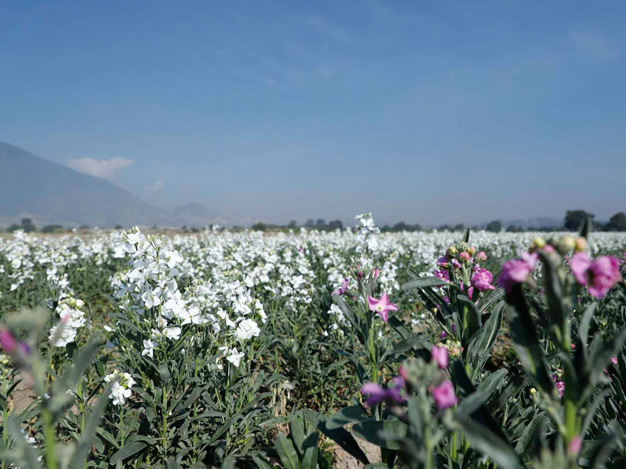 Flores para Día de Muertos en el Estado de México: floricultores listos para la temporada