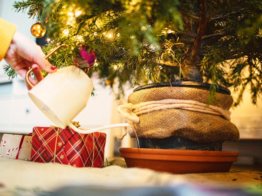 Transforma la tradición navideña con la renta de árboles de Navidad 