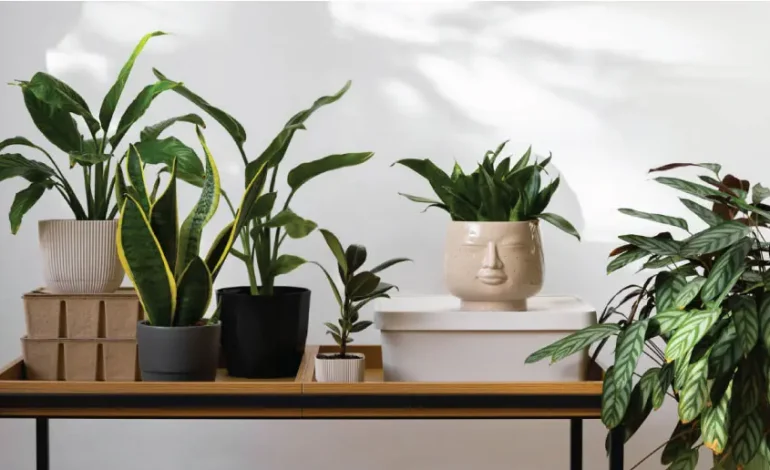 Plantas de interior indestructibles 2025: las 7 mejores y dónde comprarlas